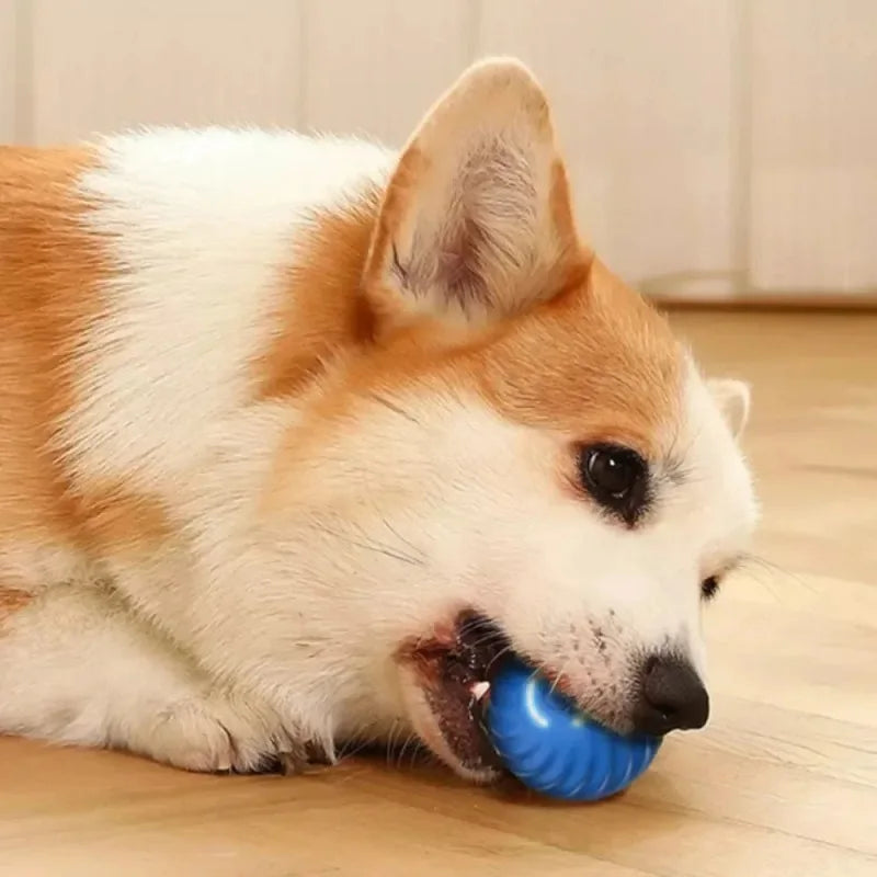 CanineOrb - the sphere that keeps your dog happy and active